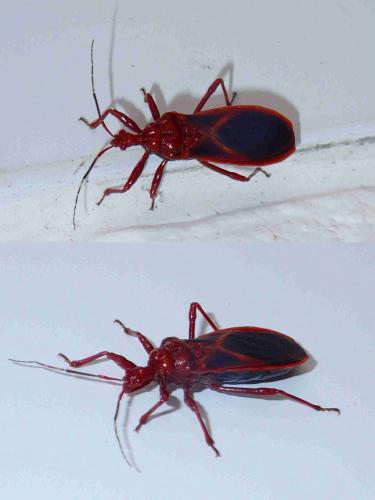 Ectrichodiinae